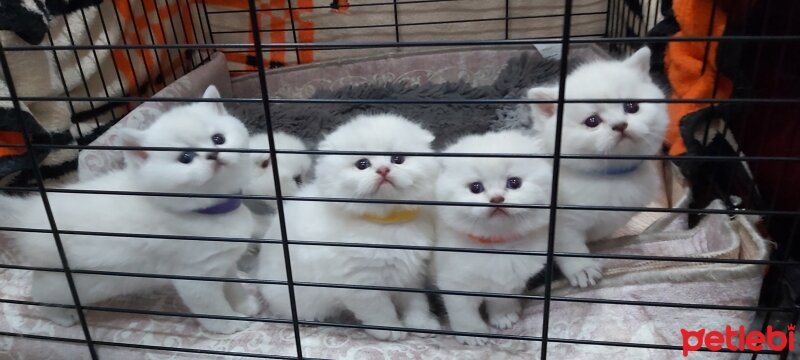 Scottish Fold, Kedi  Scottish fotoğrafı