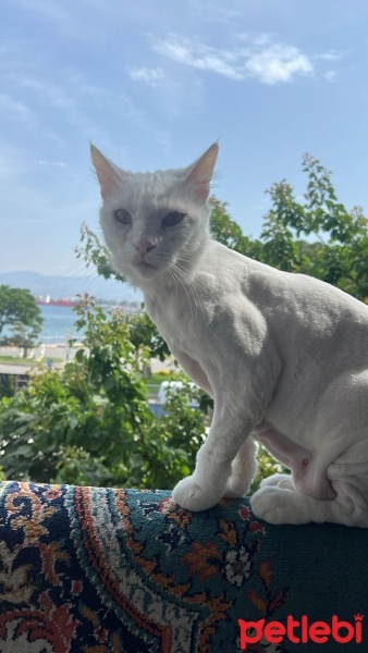Ankara Kedisi, Kedi  Müezza fotoğrafı