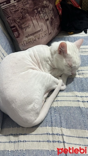 Ankara Kedisi, Kedi  Müezza fotoğrafı