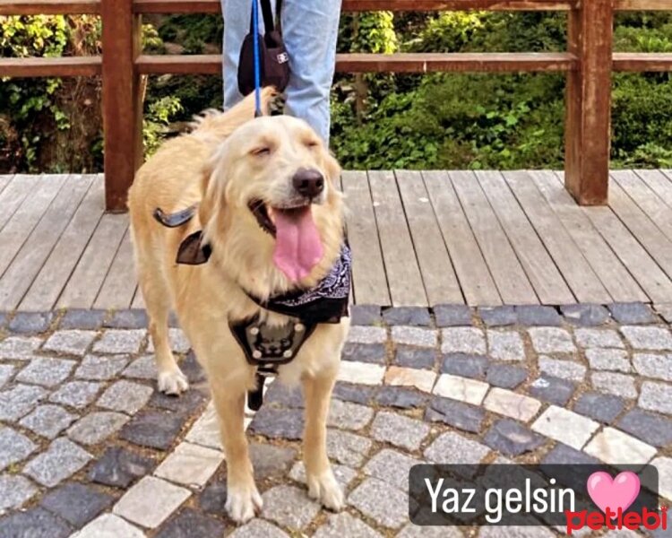 Golden Retriever, Köpek  Cesi fotoğrafı