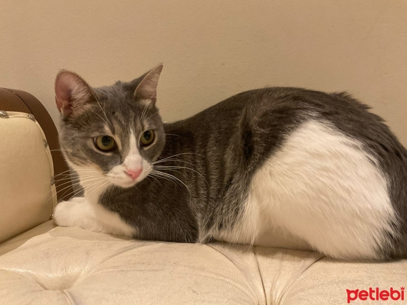 Tekir Kedi, Kedi  Milkshake fotoğrafı