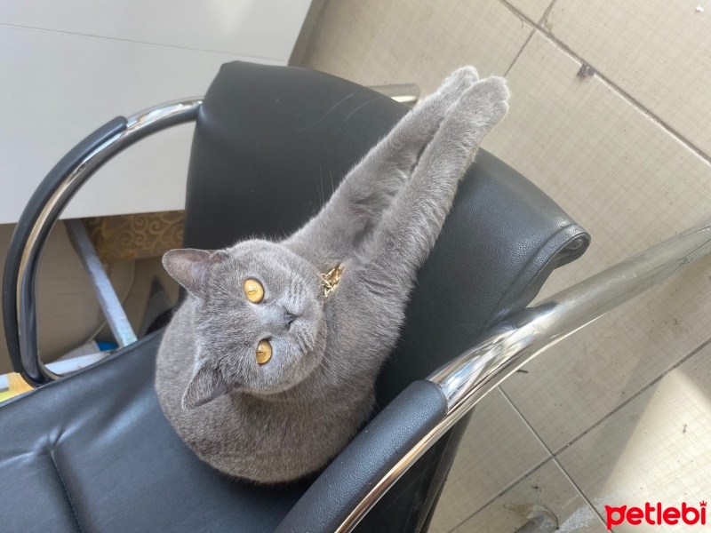 British Shorthair, Kedi  Mia fotoğrafı