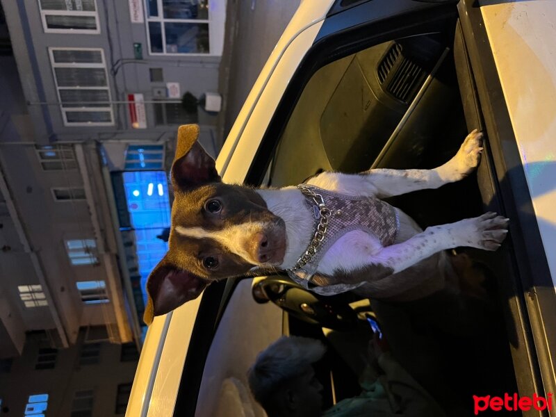 Jack Russell Terrier, Köpek  Kanzi fotoğrafı