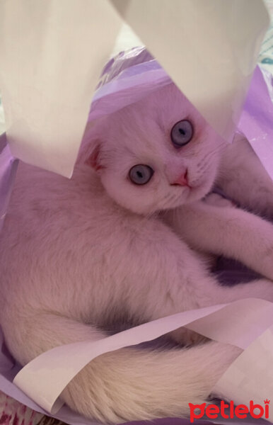 Scottish Fold, Kedi  Minnoş fotoğrafı