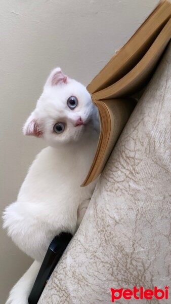 Scottish Fold, Kedi  Minnoş fotoğrafı