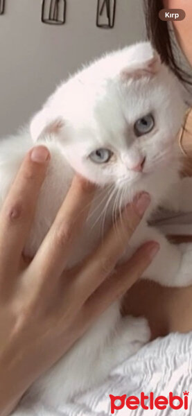 Scottish Fold, Kedi  Minnoş fotoğrafı