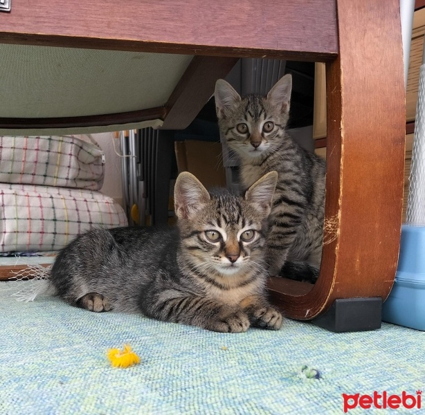 Tekir Kedi, Kedi  HUZUR fotoğrafı