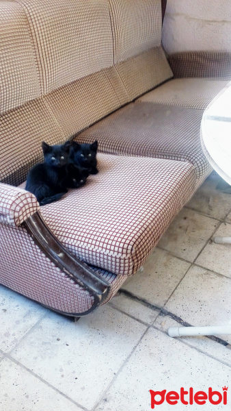 Bombay, Kedi  Kara fotoğrafı