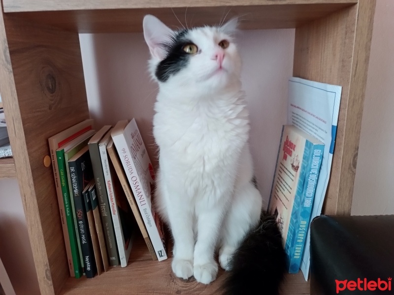 Tekir Kedi, Kedi  Kartopu fotoğrafı