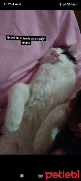 Tekir Kedi, Kedi  Kartopu fotoğrafı