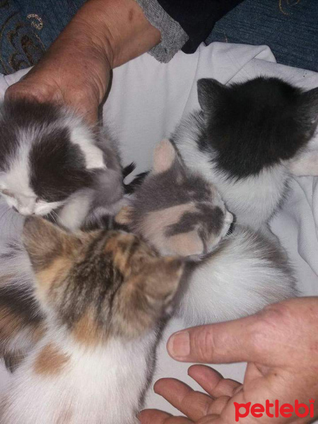 Soke, Kedi  Kardeşler fotoğrafı
