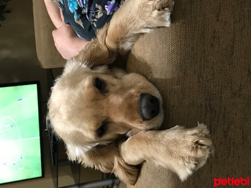 Amerikan Cocker Spaniel, Köpek  Çakır fotoğrafı