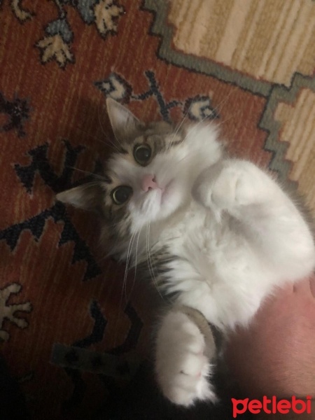 Tekir Kedi, Kedi  Balım fotoğrafı