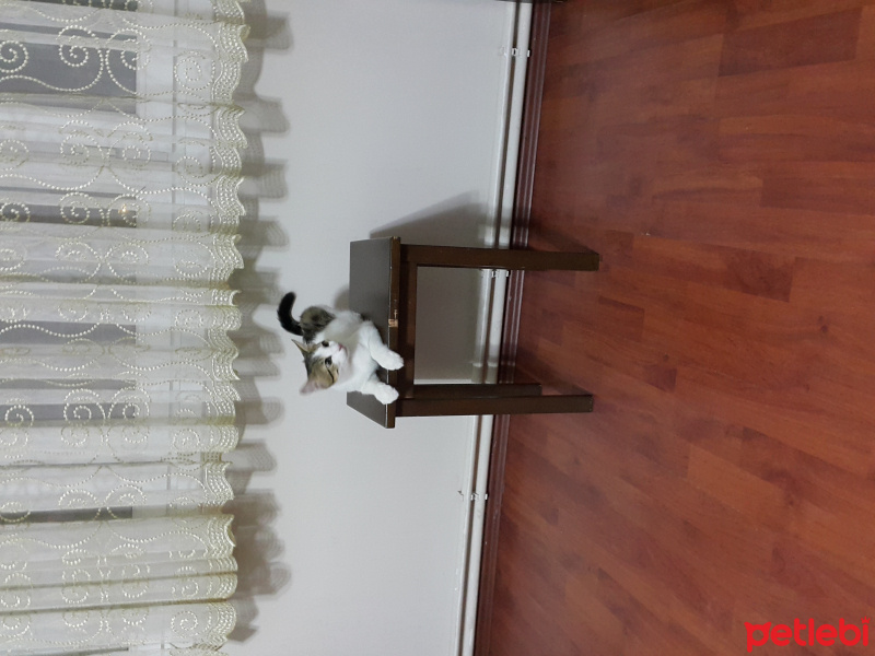 Tekir Kedi, Kedi  Cin Ali fotoğrafı