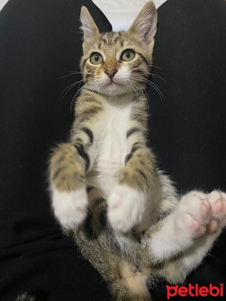 Tekir Kedi, Kedi  Şeker fotoğrafı