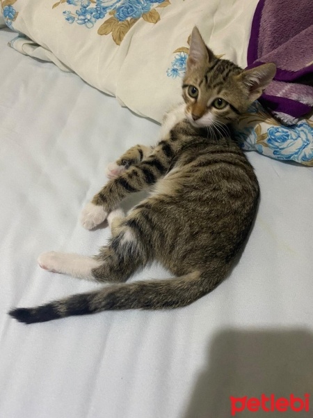 Tekir Kedi, Kedi  Şeker fotoğrafı