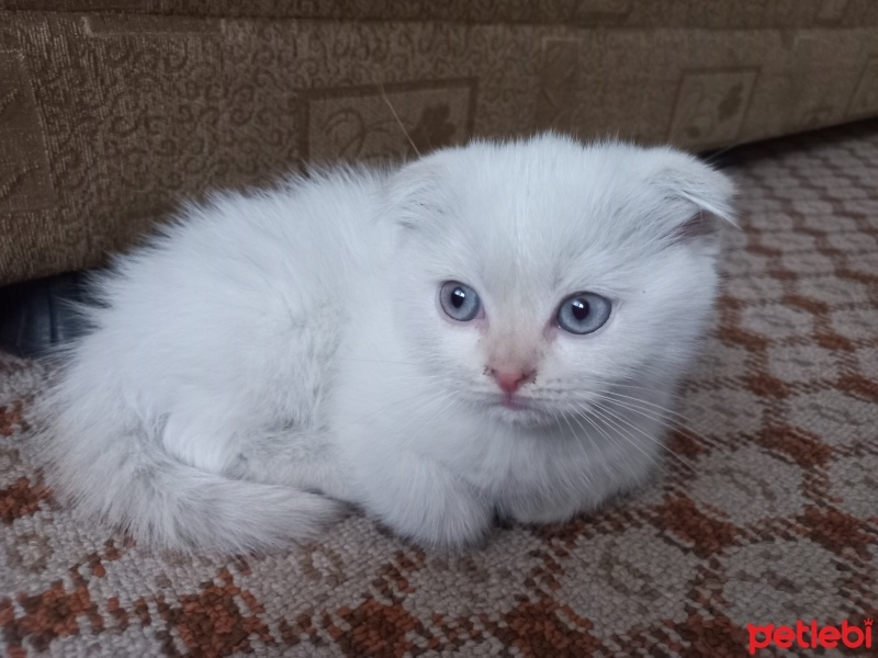 Scottish Fold, Kedi  Bulut fotoğrafı