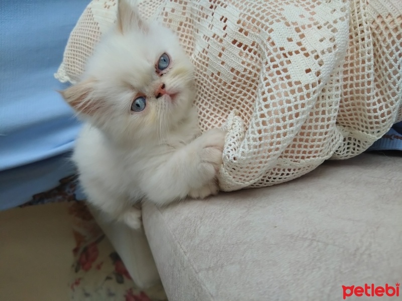 Exotic Shorthair, Kedi  Rubby fotoğrafı