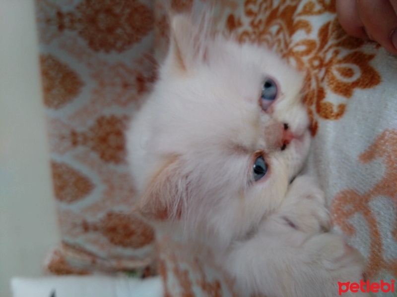 Exotic Shorthair, Kedi  Rubby fotoğrafı