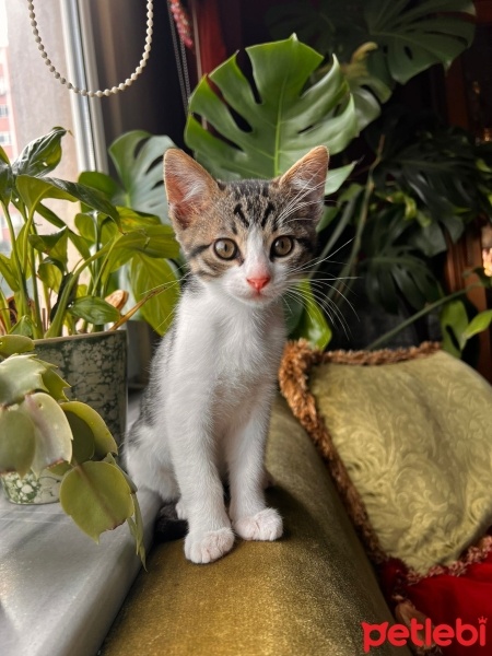 Tekir Kedi, Kedi  Pıtırcık fotoğrafı