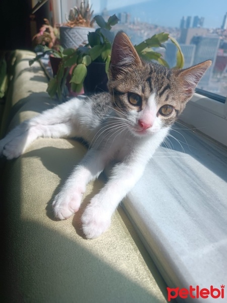 Tekir Kedi, Kedi  Pıtırcık fotoğrafı