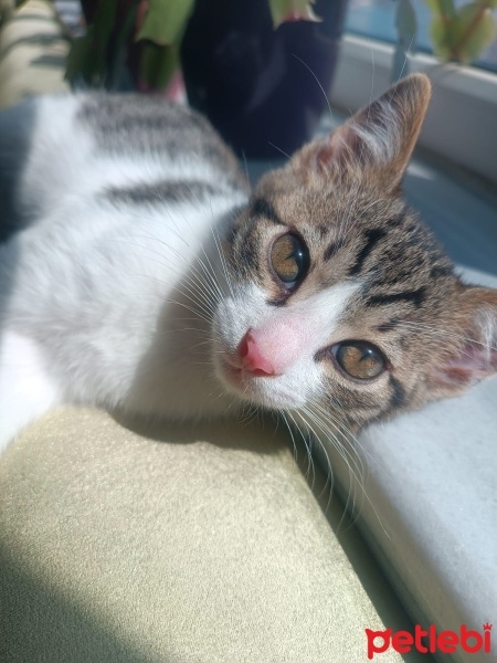 Tekir Kedi, Kedi  Pıtırcık fotoğrafı