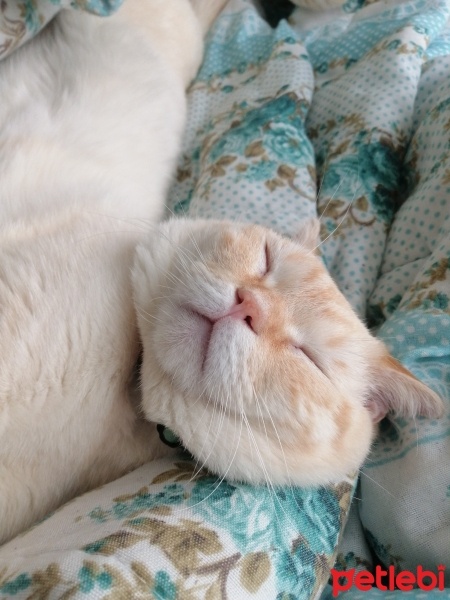 British Shorthair, Kedi  Shiba fotoğrafı