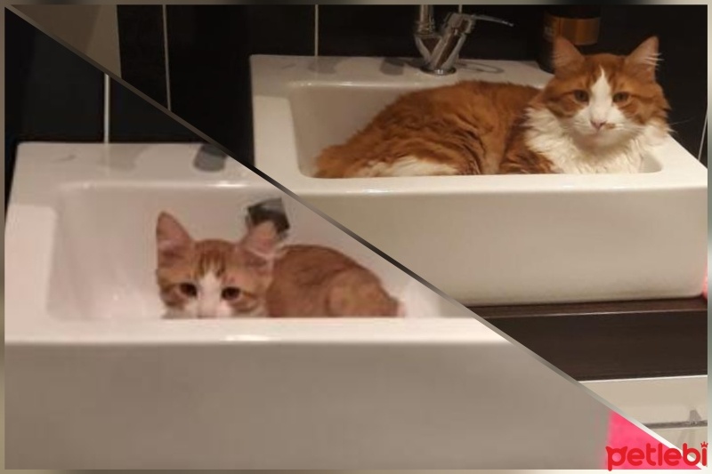 Sarman, Kedi  Başak fotoğrafı