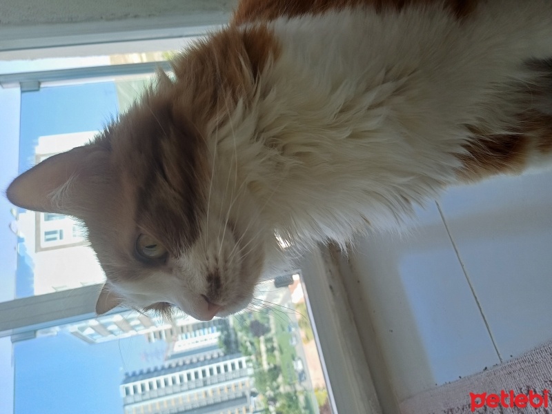Sarman, Kedi  Başak fotoğrafı