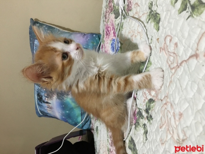 Sarman, Kedi  Başak fotoğrafı