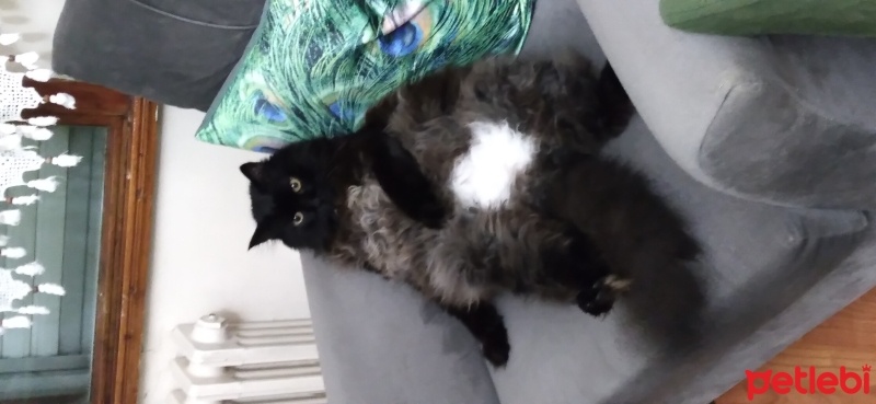 Norwegian Forest, Kedi  Müezza fotoğrafı