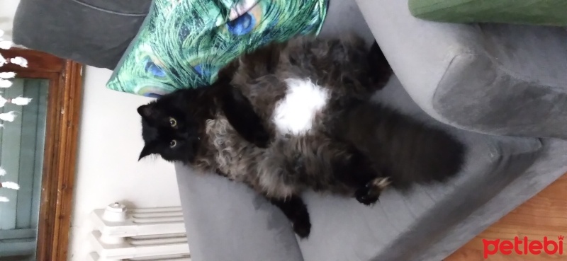 Norwegian Forest, Kedi  Müezza fotoğrafı
