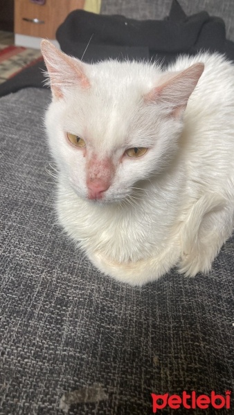 Tekir Kedi, Kedi  luffy ilan ücretsizdir fotoğrafı