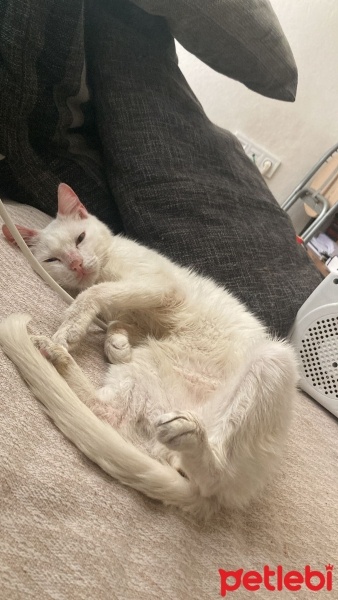 Tekir Kedi, Kedi  luffy ilan ücretsizdir fotoğrafı