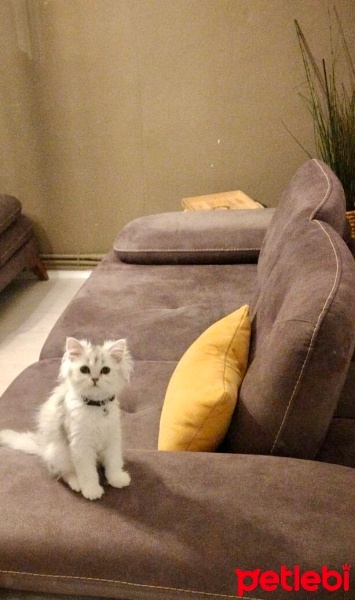 British Longhair, Kedi  Madi fotoğrafı