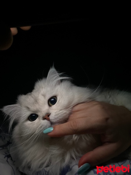 British Longhair, Kedi  Madi fotoğrafı