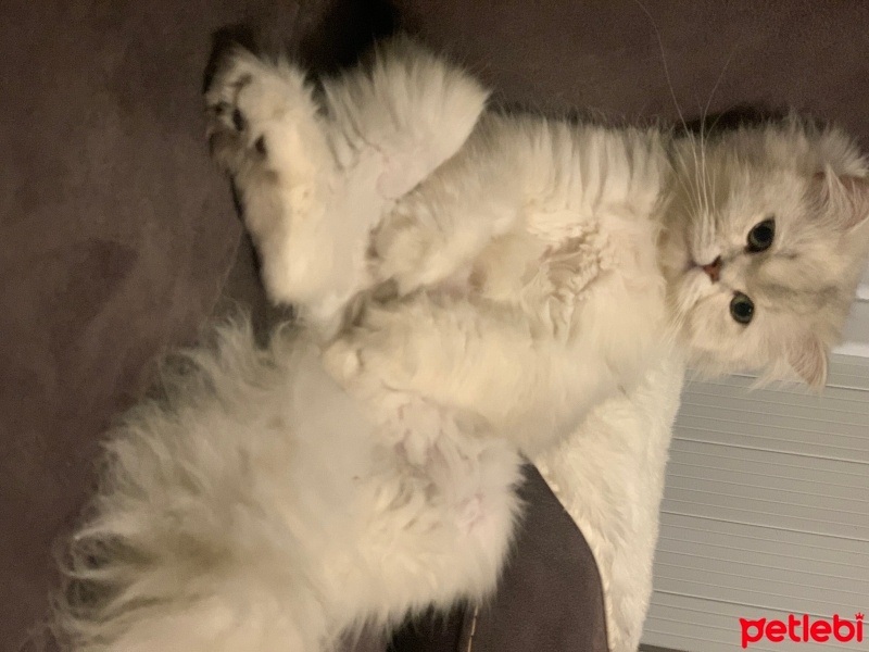 British Longhair, Kedi  Madi fotoğrafı