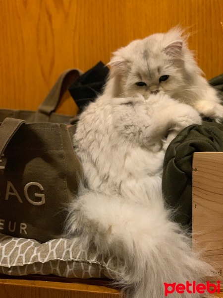 British Longhair, Kedi  Madi fotoğrafı
