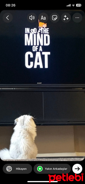 British Longhair, Kedi  Madi fotoğrafı