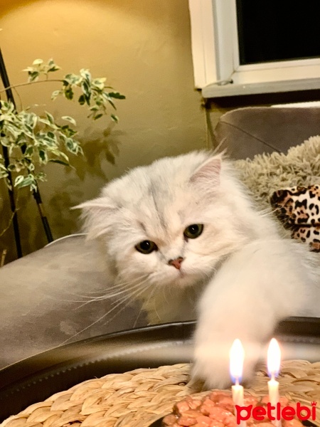 British Longhair, Kedi  Madi fotoğrafı