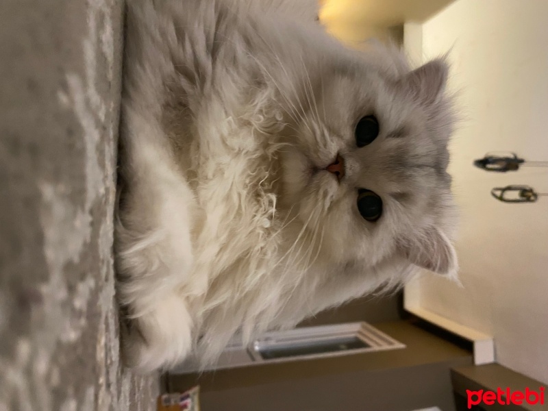 British Longhair, Kedi  Madi fotoğrafı