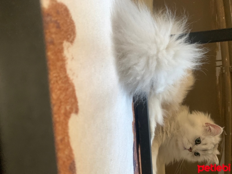 British Longhair, Kedi  Madi fotoğrafı
