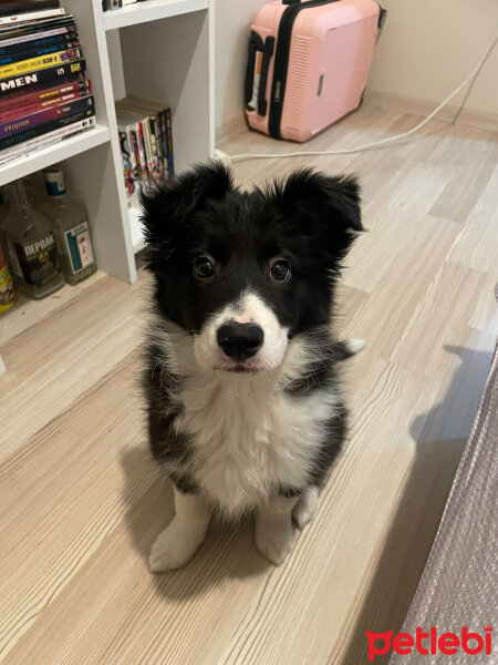 Border Collie, Köpek  suki fotoğrafı