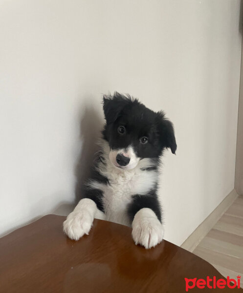 Border Collie, Köpek  suki fotoğrafı