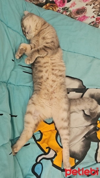 Scottish Fold, Kedi  Lady fotoğrafı