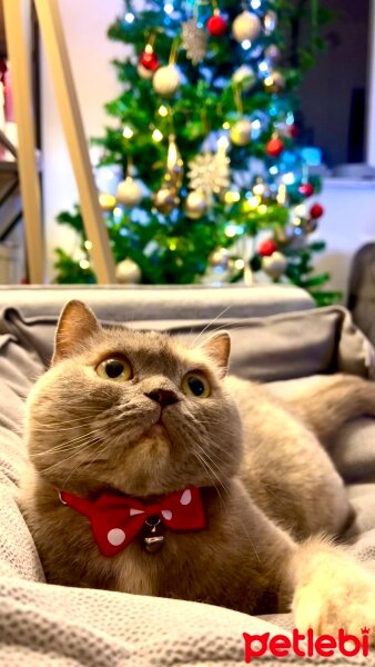 British Shorthair, Kedi  Miya fotoğrafı