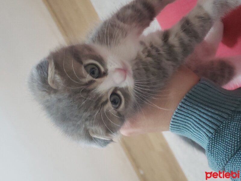 Scottish Fold, Kedi  Scottish fotoğrafı