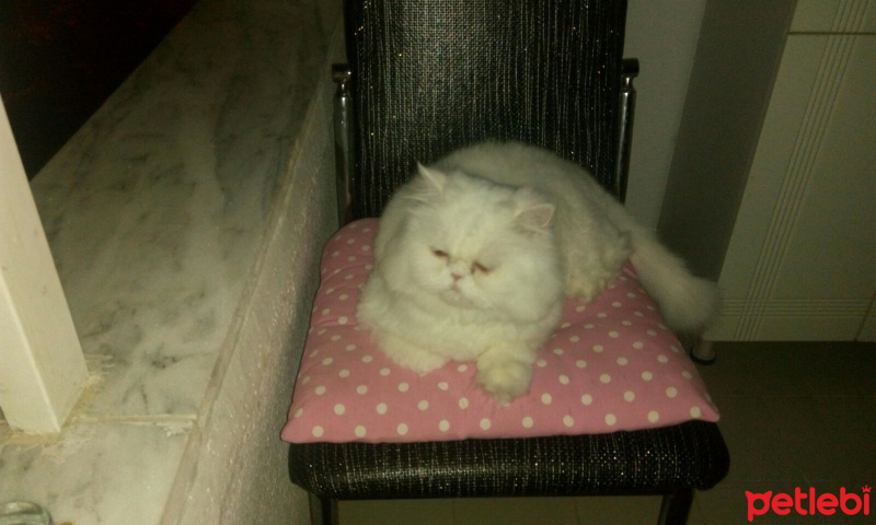 İran Kedisi (Persian), Kedi  Köpük fotoğrafı