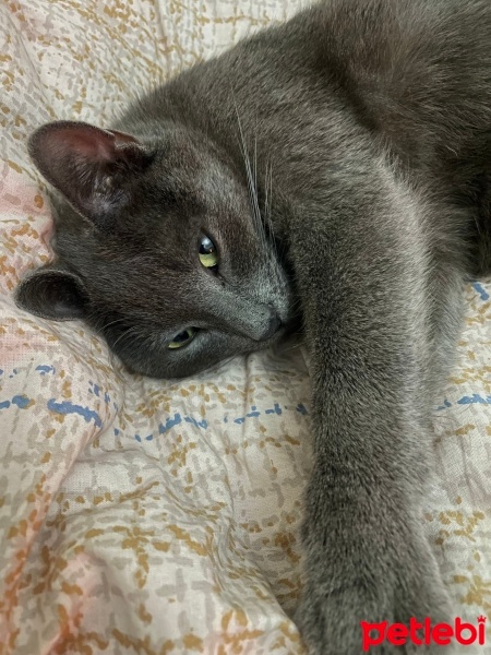 Tekir Kedi, Kedi  Pars fotoğrafı