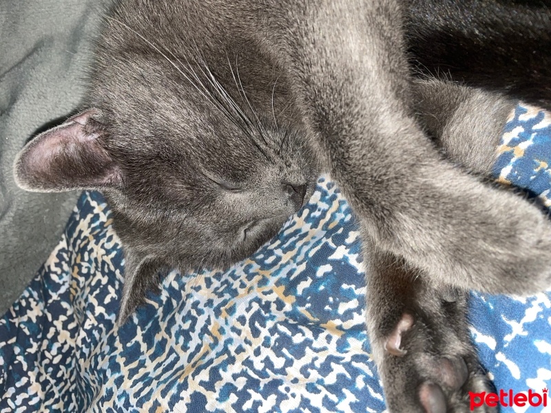 Tekir Kedi, Kedi  Pars fotoğrafı
